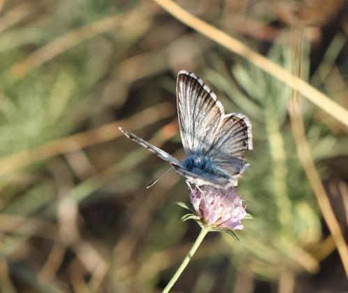 Réf. 242 264 : Polyommatus hispana